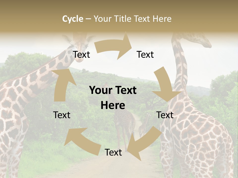 A Group Of Giraffes Walking Down A Dirt Road PowerPoint Template