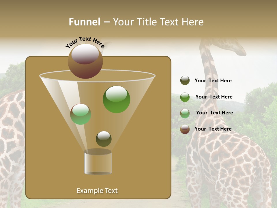 A Group Of Giraffes Walking Down A Dirt Road PowerPoint Template