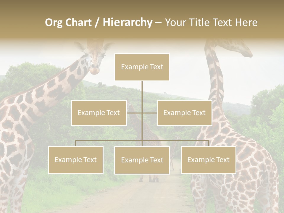 A Group Of Giraffes Walking Down A Dirt Road PowerPoint Template
