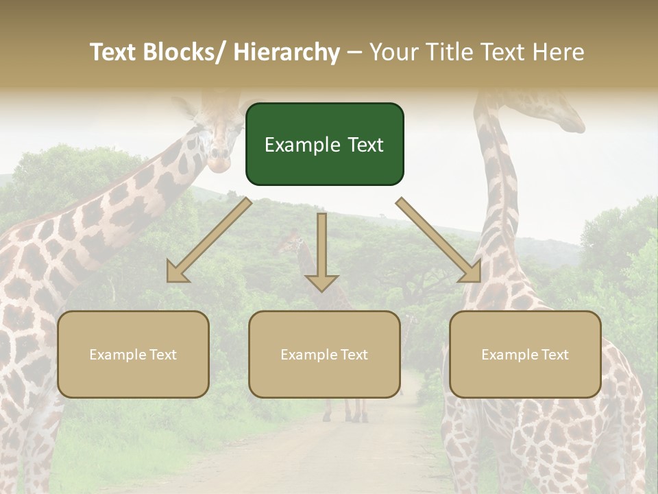 A Group Of Giraffes Walking Down A Dirt Road PowerPoint Template