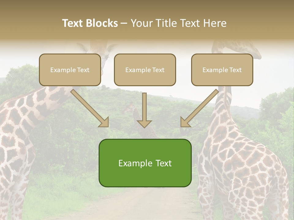 A Group Of Giraffes Walking Down A Dirt Road PowerPoint Template