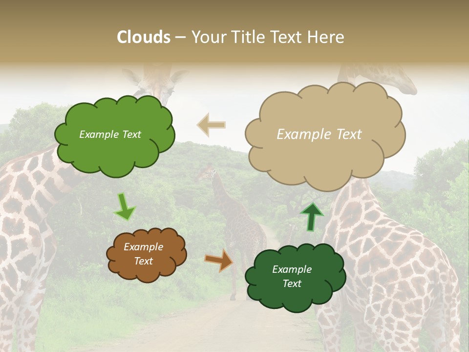 A Group Of Giraffes Walking Down A Dirt Road PowerPoint Template