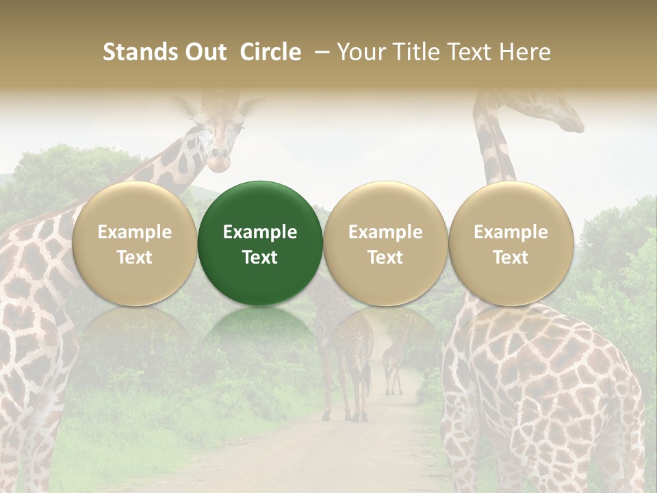 A Group Of Giraffes Walking Down A Dirt Road PowerPoint Template