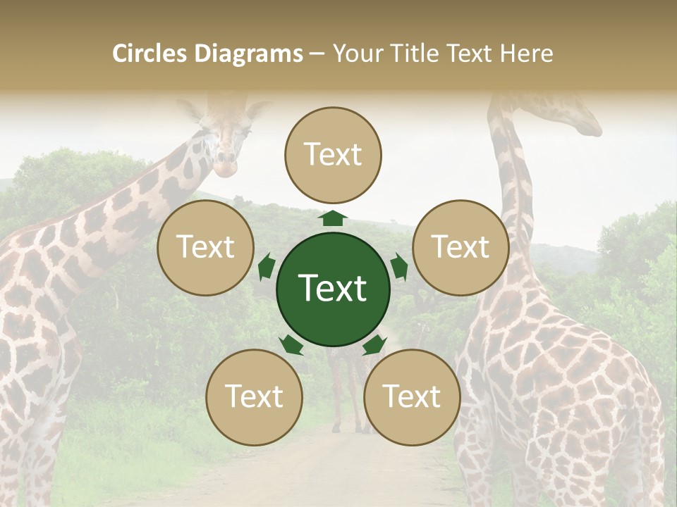 A Group Of Giraffes Walking Down A Dirt Road PowerPoint Template