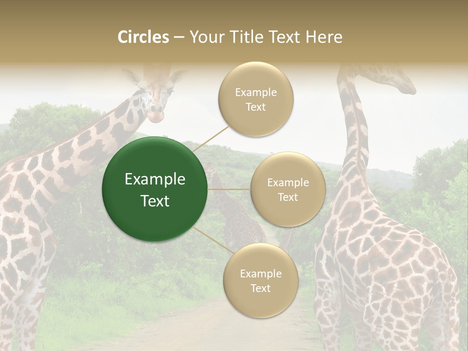 A Group Of Giraffes Walking Down A Dirt Road PowerPoint Template