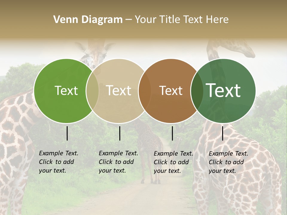 A Group Of Giraffes Walking Down A Dirt Road PowerPoint Template
