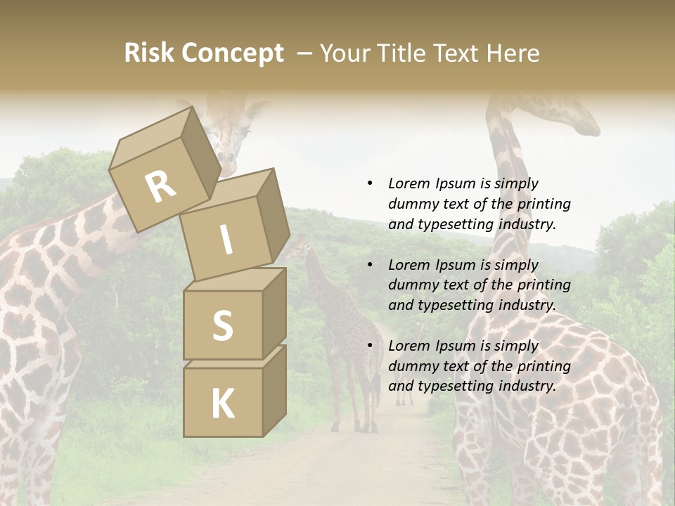 A Group Of Giraffes Walking Down A Dirt Road PowerPoint Template