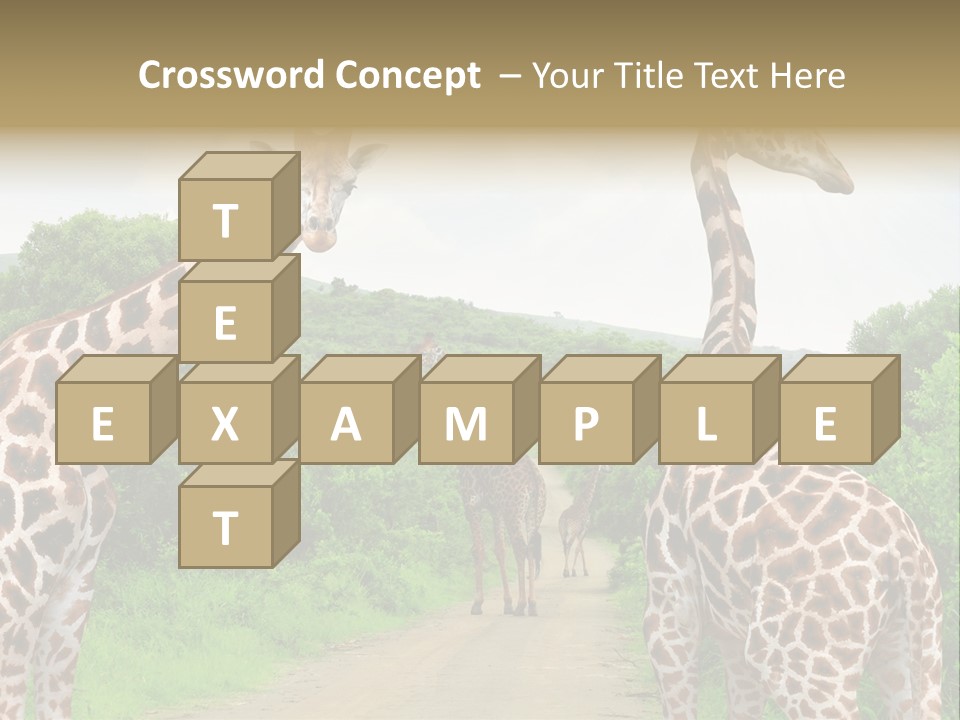 A Group Of Giraffes Walking Down A Dirt Road PowerPoint Template