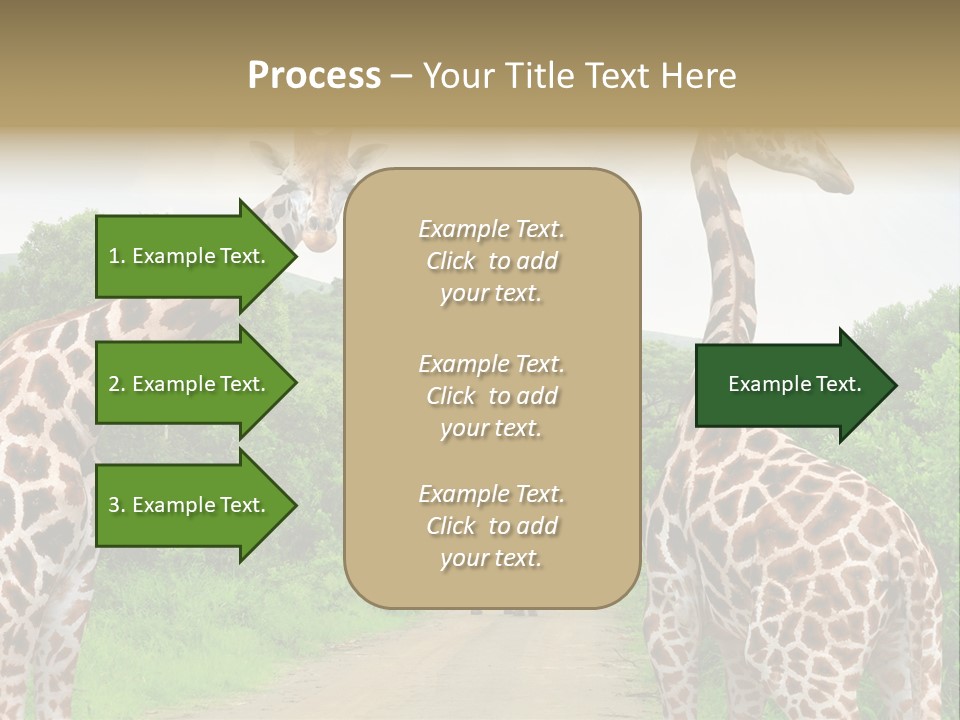 A Group Of Giraffes Walking Down A Dirt Road PowerPoint Template