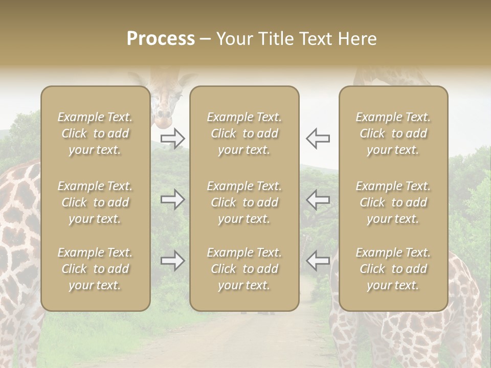 A Group Of Giraffes Walking Down A Dirt Road PowerPoint Template