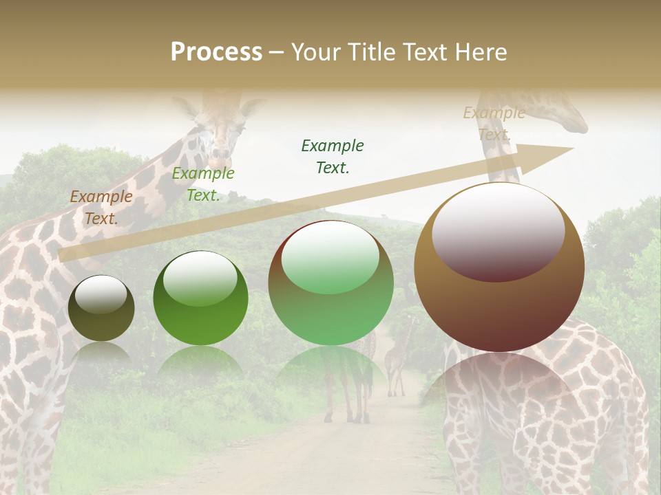 A Group Of Giraffes Walking Down A Dirt Road PowerPoint Template