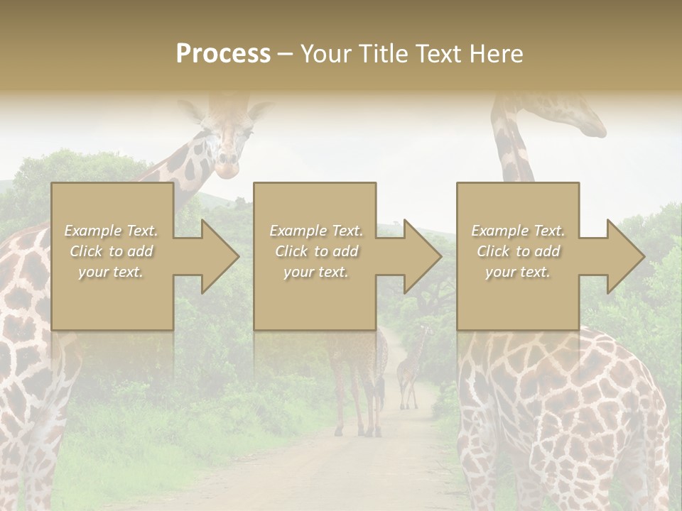 A Group Of Giraffes Walking Down A Dirt Road PowerPoint Template