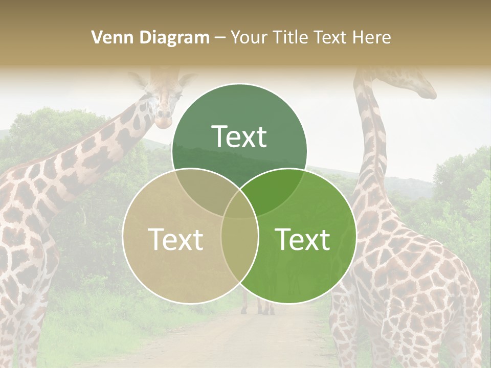 A Group Of Giraffes Walking Down A Dirt Road PowerPoint Template