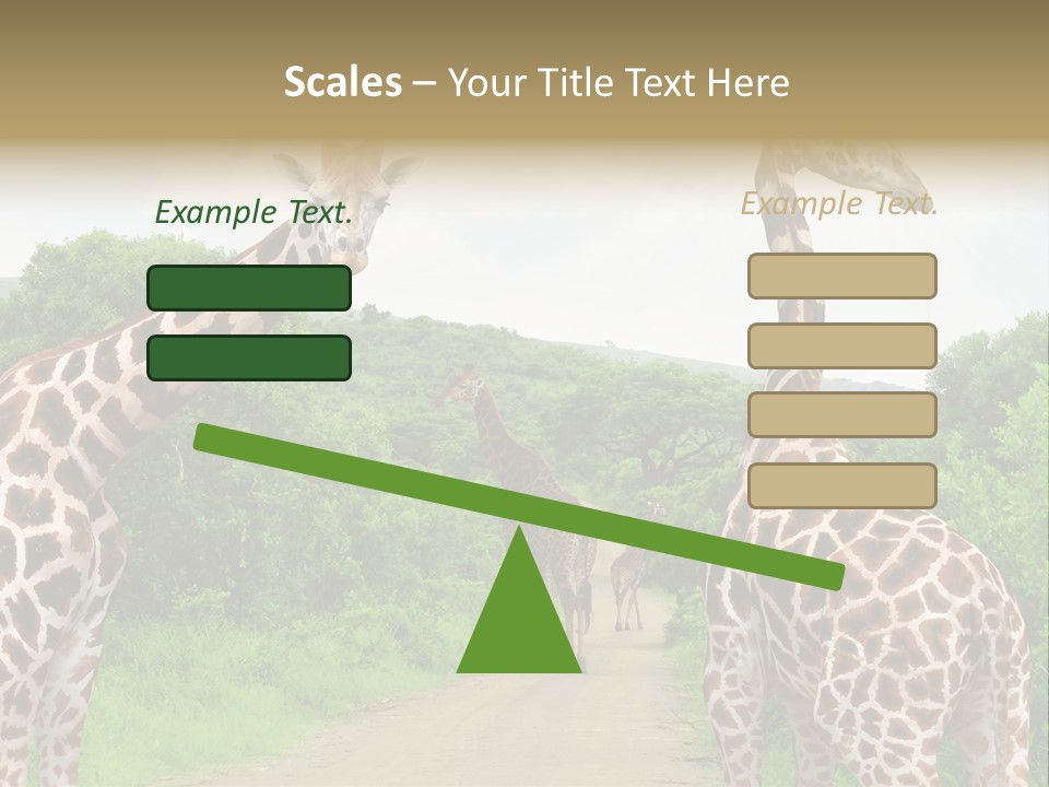 A Group Of Giraffes Walking Down A Dirt Road PowerPoint Template