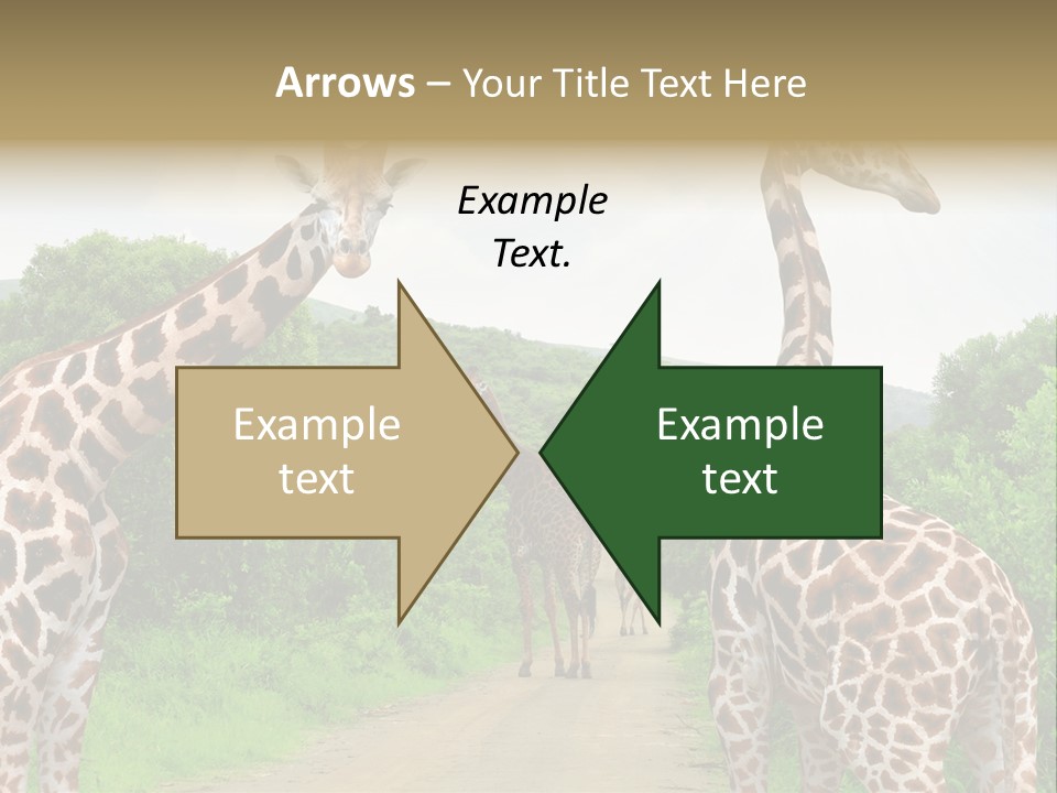 A Group Of Giraffes Walking Down A Dirt Road PowerPoint Template