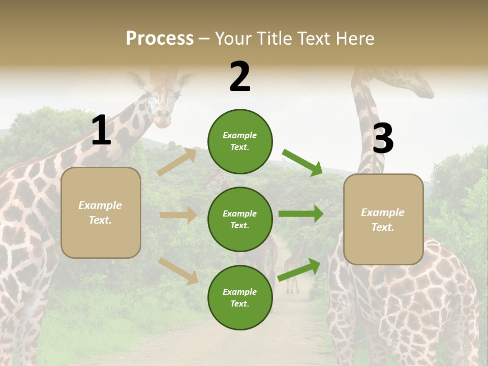 A Group Of Giraffes Walking Down A Dirt Road PowerPoint Template