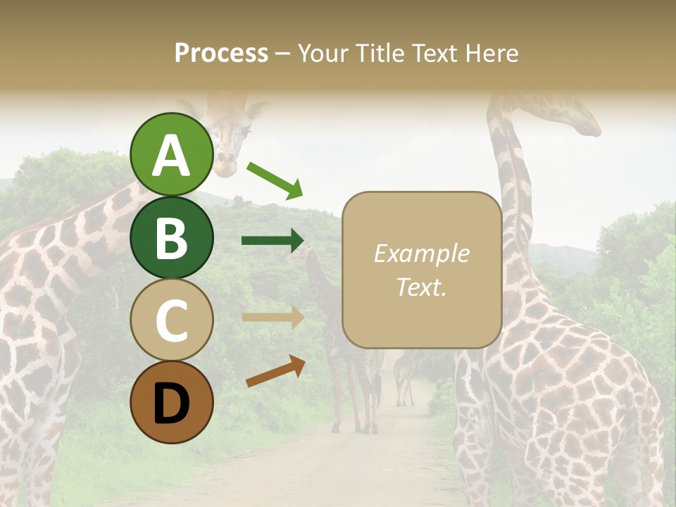A Group Of Giraffes Walking Down A Dirt Road PowerPoint Template