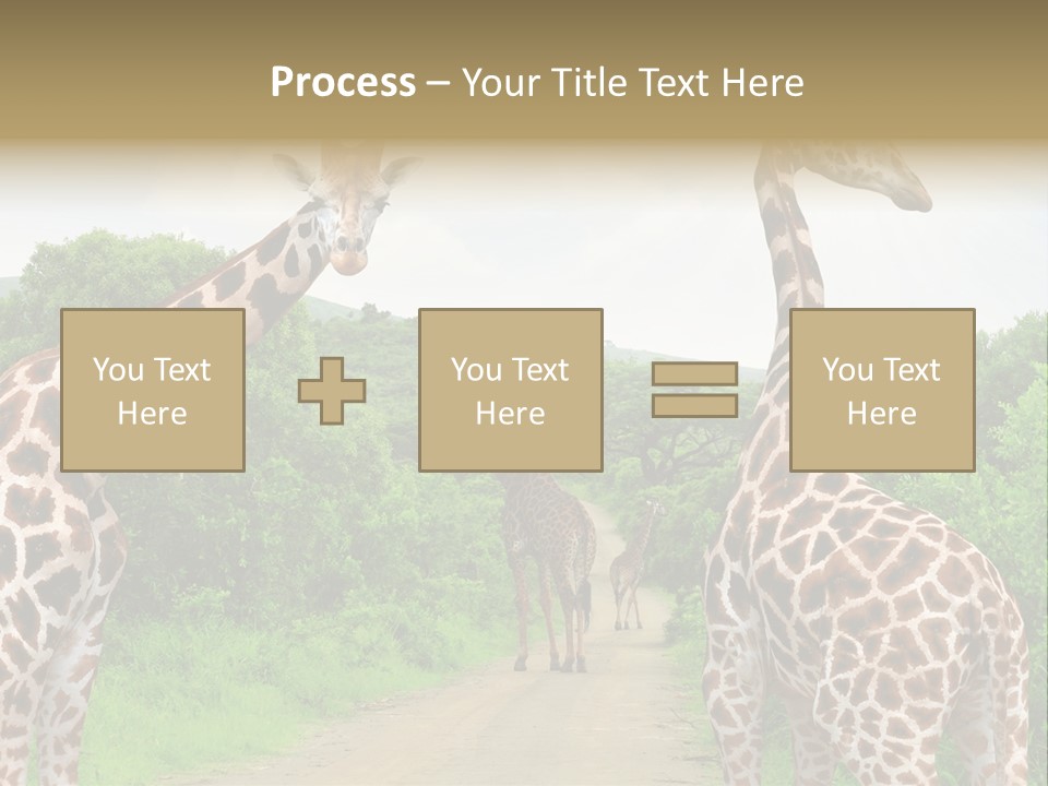A Group Of Giraffes Walking Down A Dirt Road PowerPoint Template