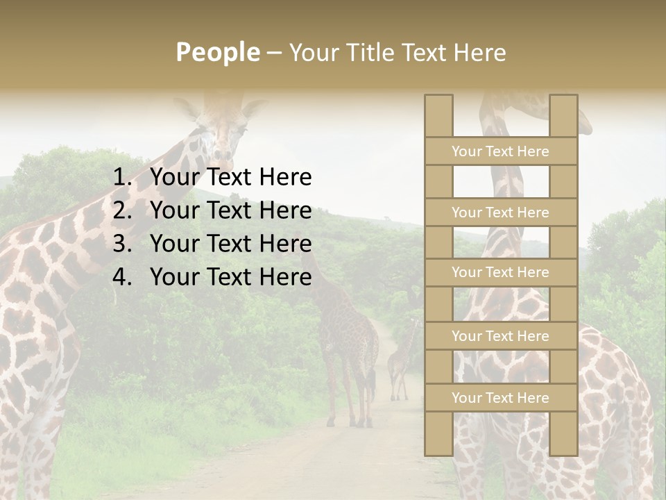 A Group Of Giraffes Walking Down A Dirt Road PowerPoint Template