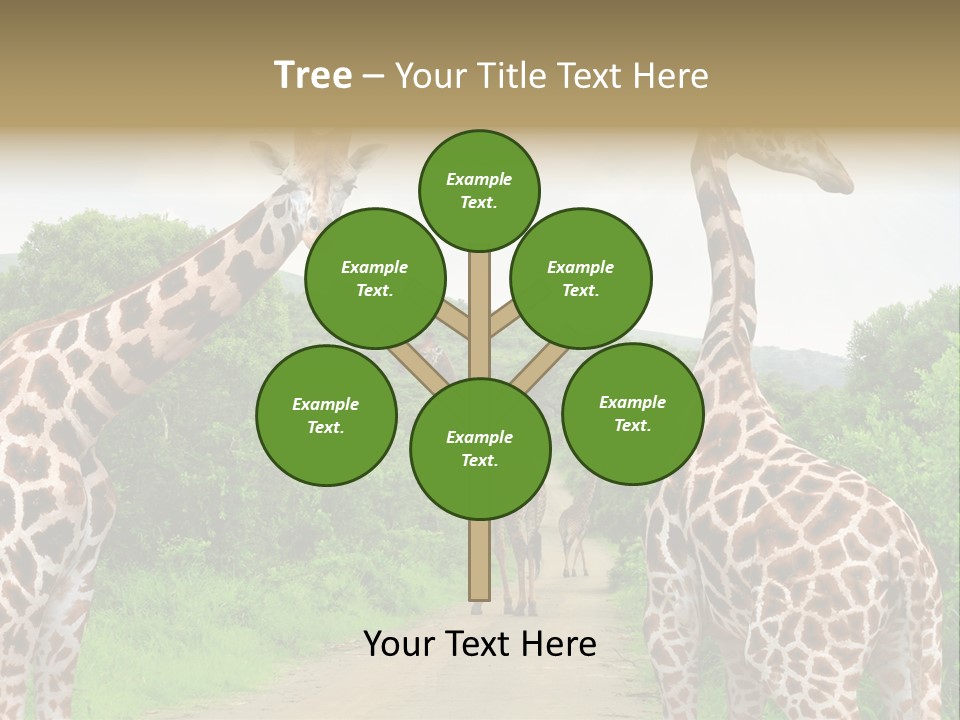 A Group Of Giraffes Walking Down A Dirt Road PowerPoint Template