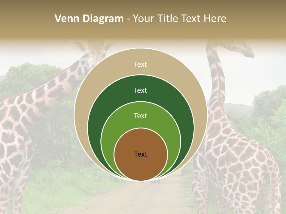 A Group Of Giraffes Walking Down A Dirt Road PowerPoint Template