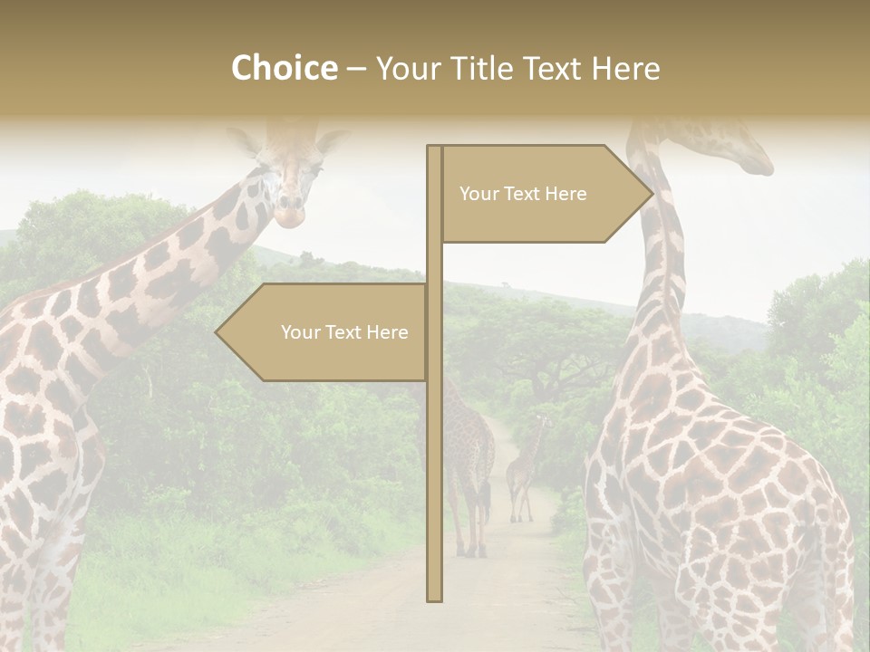 A Group Of Giraffes Walking Down A Dirt Road PowerPoint Template
