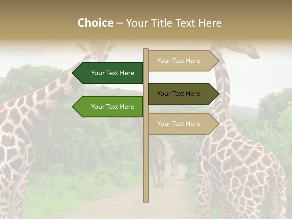A Group Of Giraffes Walking Down A Dirt Road PowerPoint Template