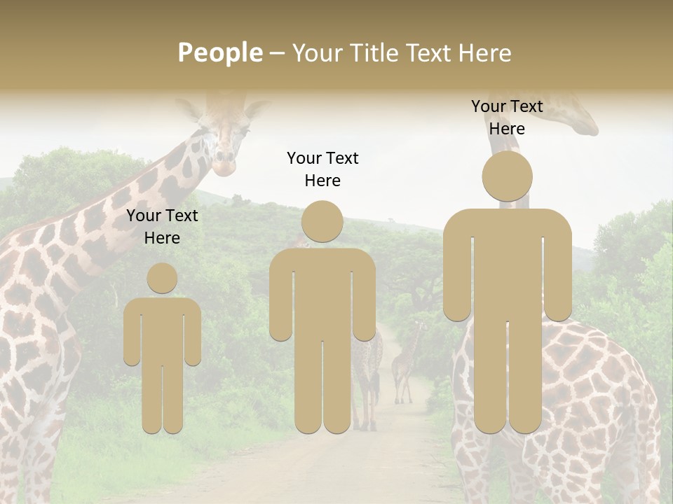 A Group Of Giraffes Walking Down A Dirt Road PowerPoint Template