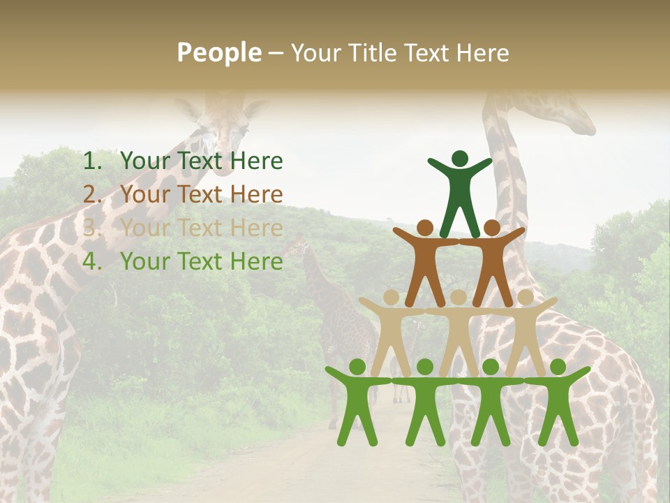 A Group Of Giraffes Walking Down A Dirt Road PowerPoint Template