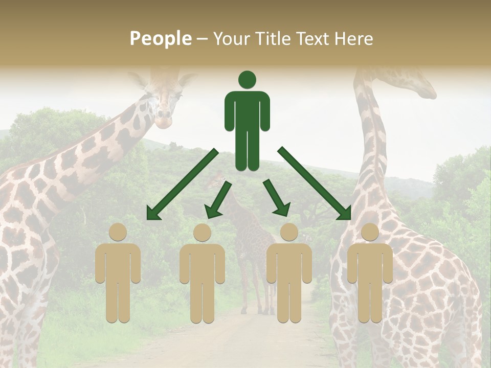 A Group Of Giraffes Walking Down A Dirt Road PowerPoint Template