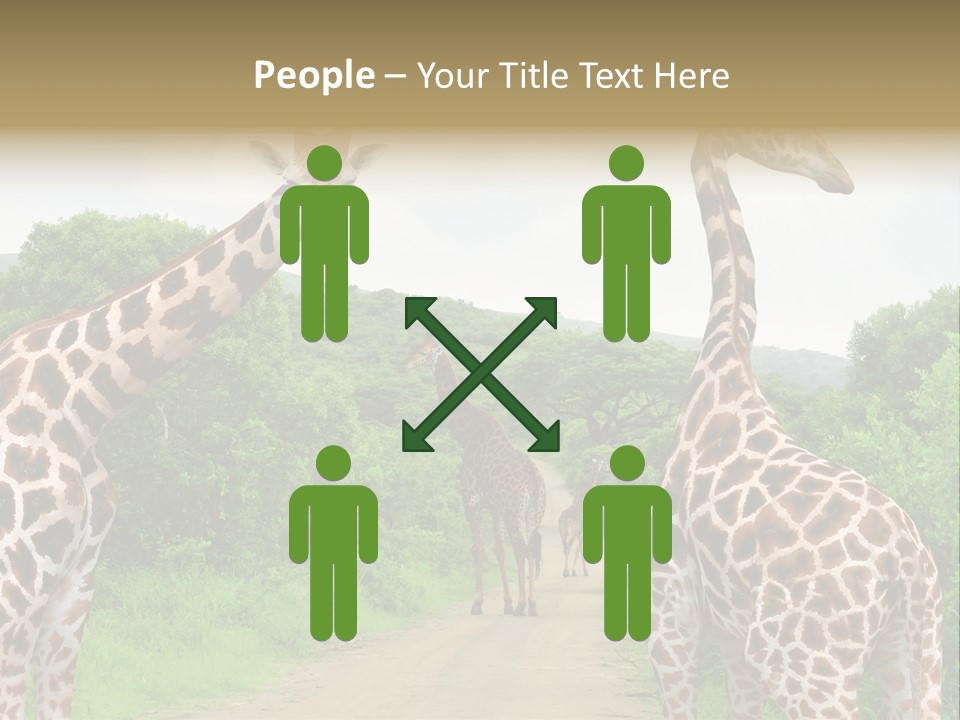 A Group Of Giraffes Walking Down A Dirt Road PowerPoint Template