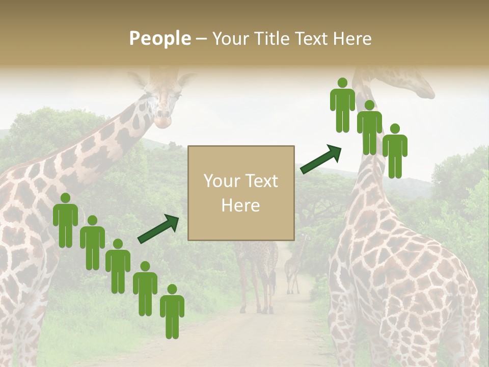 A Group Of Giraffes Walking Down A Dirt Road PowerPoint Template