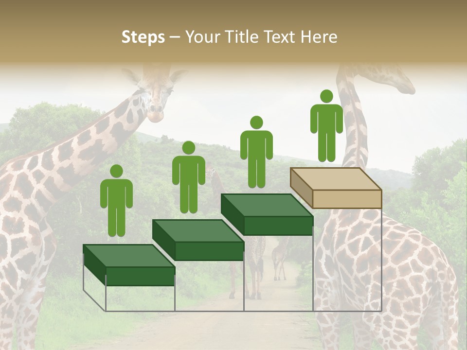 A Group Of Giraffes Walking Down A Dirt Road PowerPoint Template