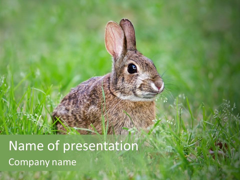 Whiskers Lagomorph Spring PowerPoint Template