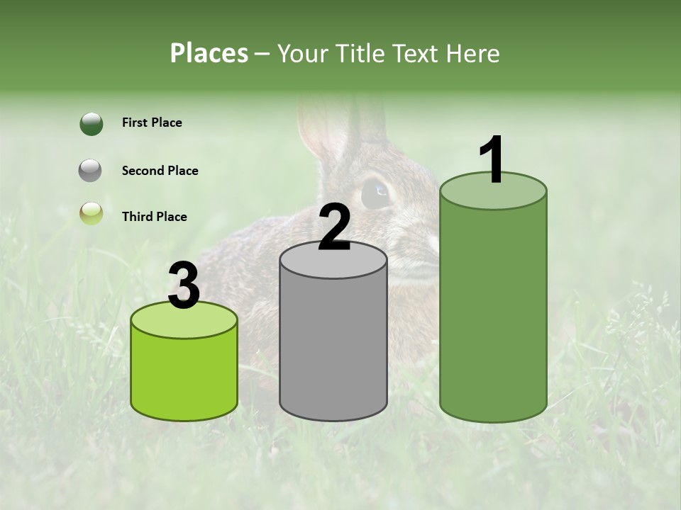 Whiskers Lagomorph Spring PowerPoint Template