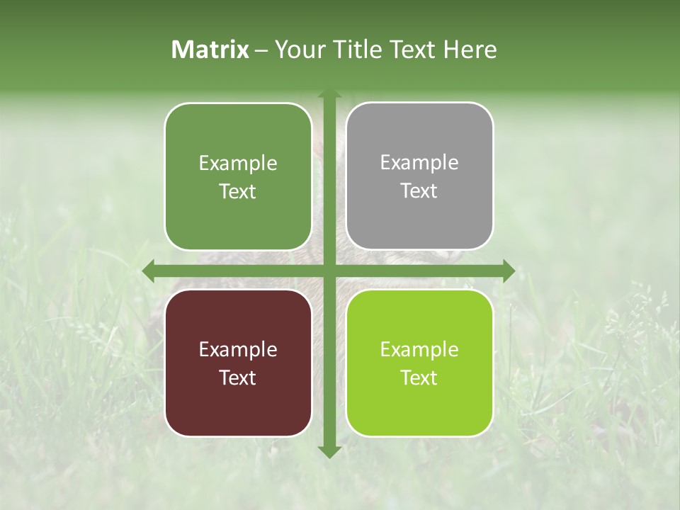 Whiskers Lagomorph Spring PowerPoint Template