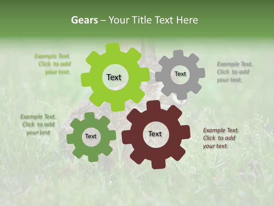 Whiskers Lagomorph Spring PowerPoint Template