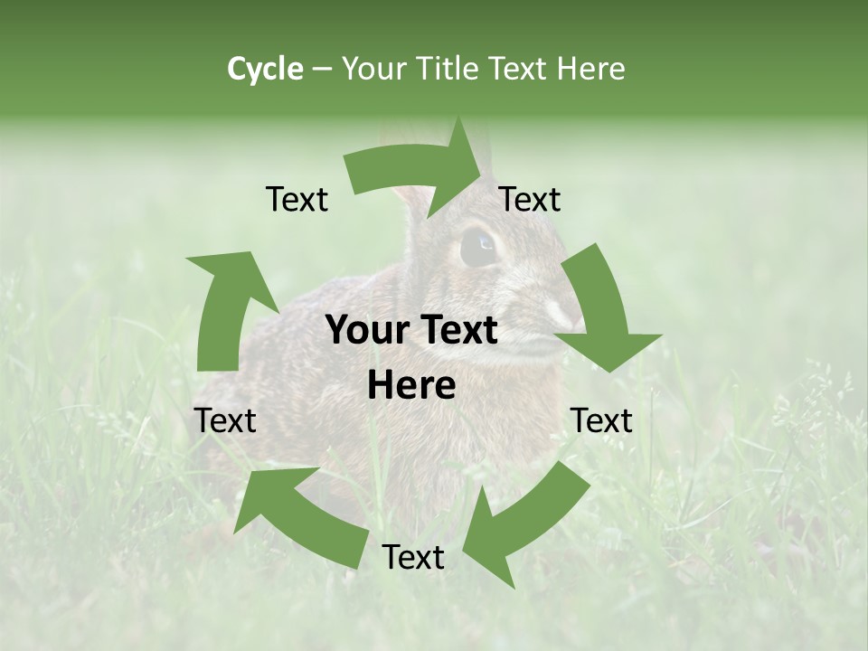 Whiskers Lagomorph Spring PowerPoint Template