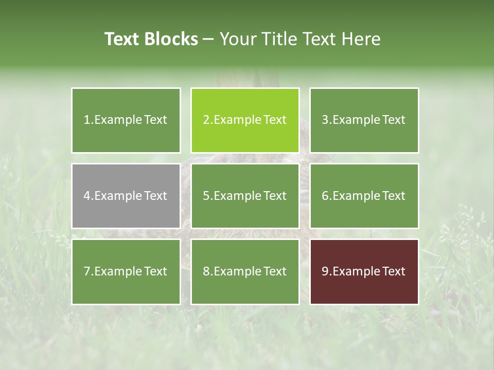 Whiskers Lagomorph Spring PowerPoint Template