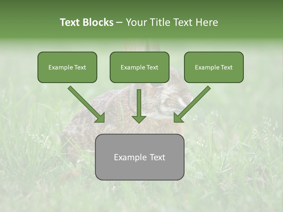 Whiskers Lagomorph Spring PowerPoint Template