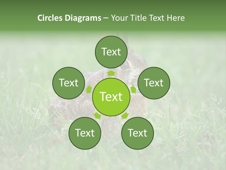 Whiskers Lagomorph Spring PowerPoint Template