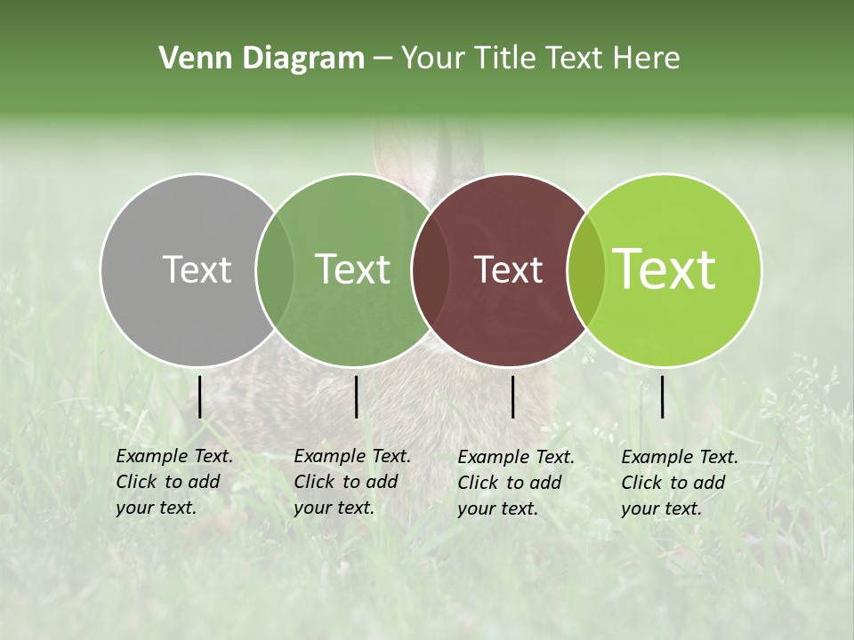 Whiskers Lagomorph Spring PowerPoint Template