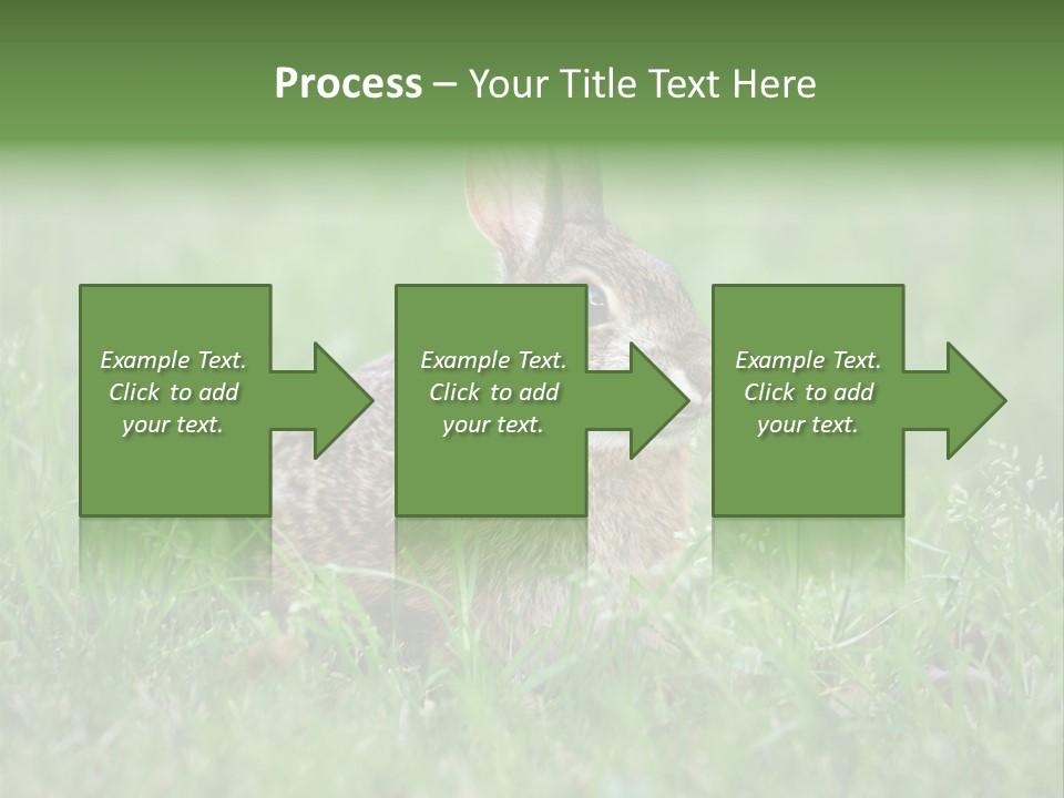 Whiskers Lagomorph Spring PowerPoint Template