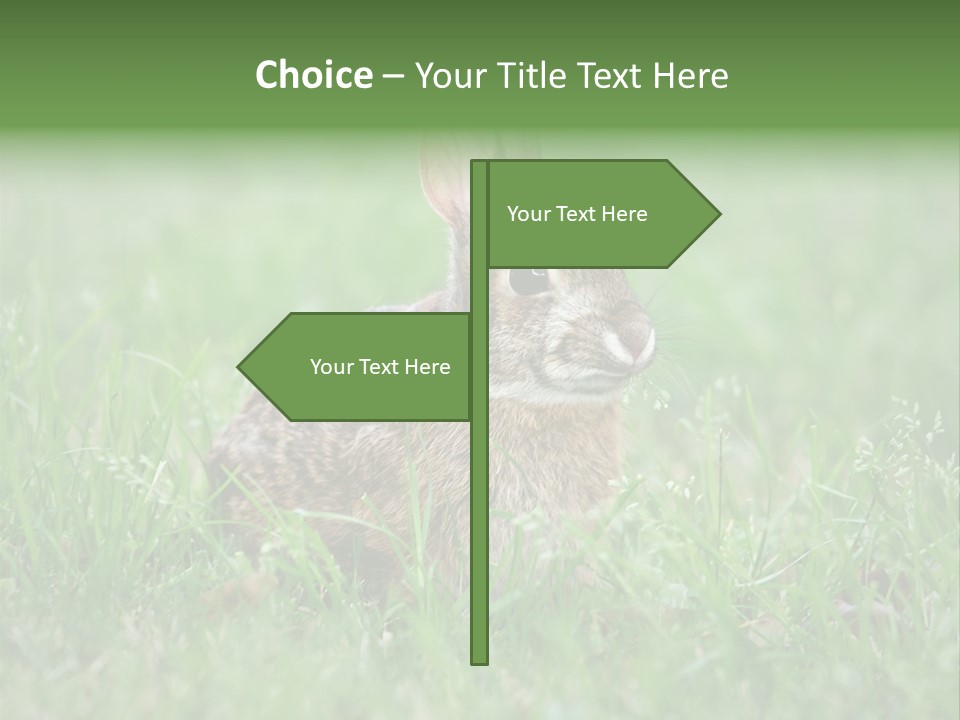 Whiskers Lagomorph Spring PowerPoint Template