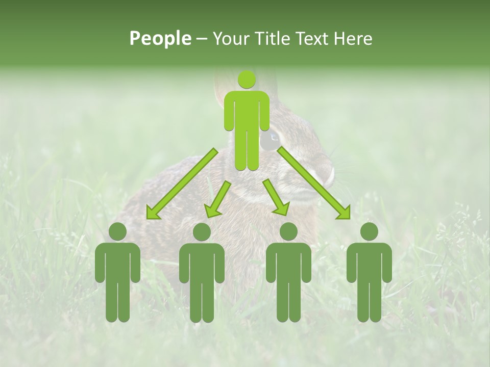 Whiskers Lagomorph Spring PowerPoint Template