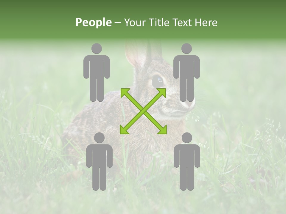 Whiskers Lagomorph Spring PowerPoint Template
