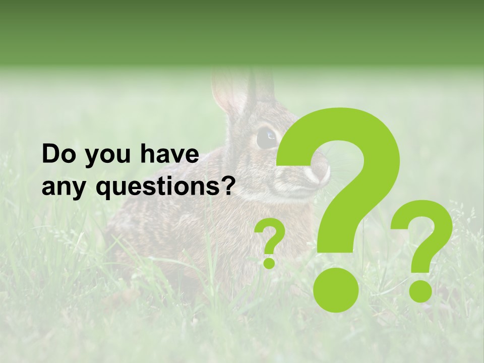 Whiskers Lagomorph Spring PowerPoint Template