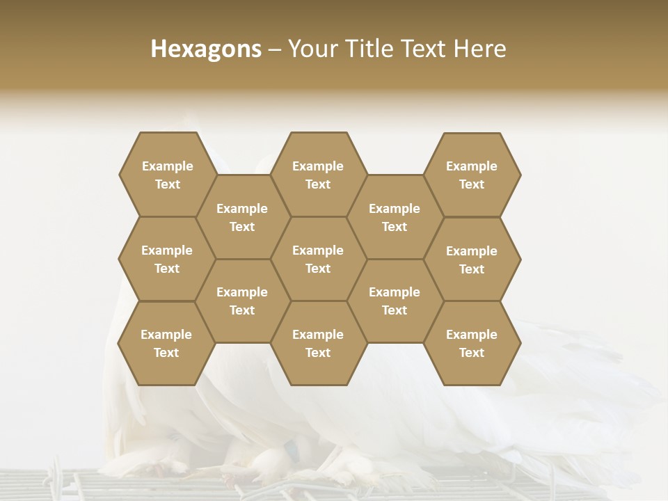 Feather Endothermic Feathered PowerPoint Template