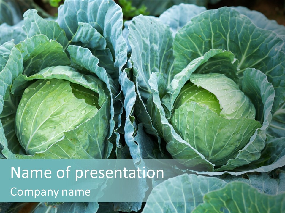 Cabbage Fresh Vegetable PowerPoint Template