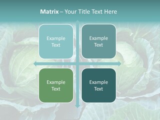 Cabbage Fresh Vegetable PowerPoint Template